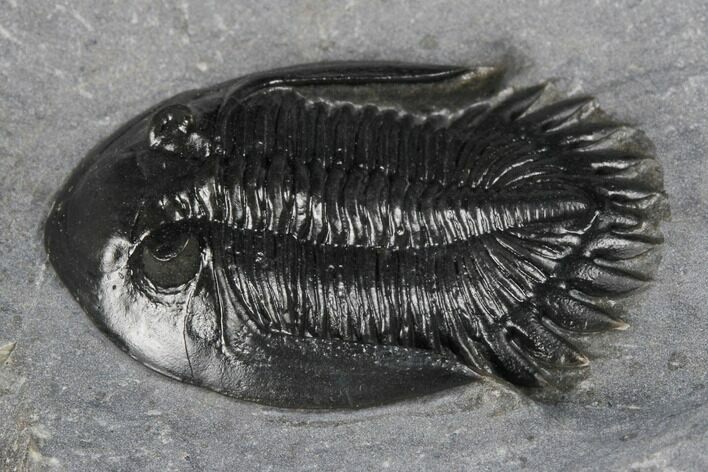 Mrakibina Trilobite - Mrakib, Morocco #174891